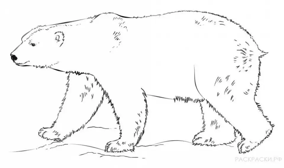 Медведь рисунок для детей карандашом