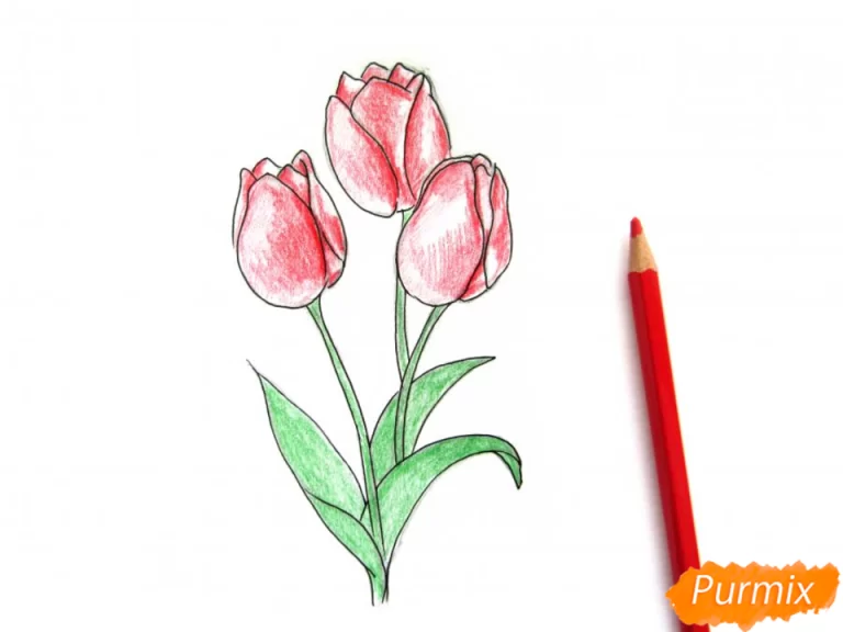 Изящный Букет Тюльпанов: Пошаговая Инструкция С Иллюстрациями