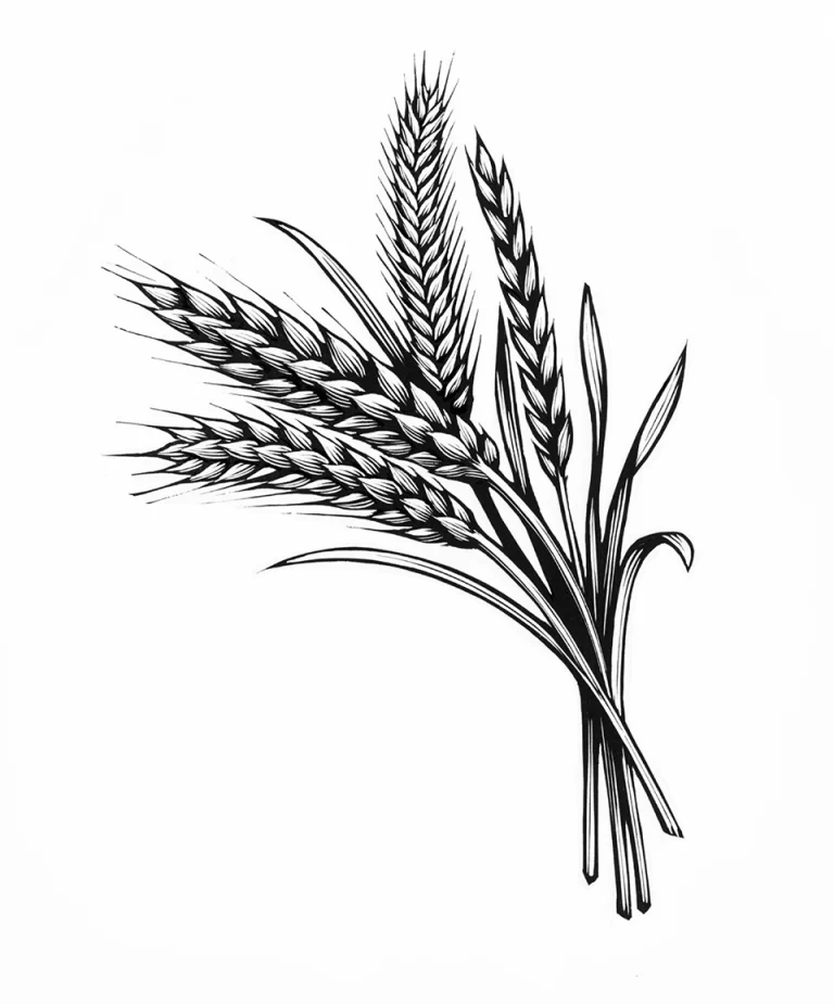 Колосок пшеницы раскраска