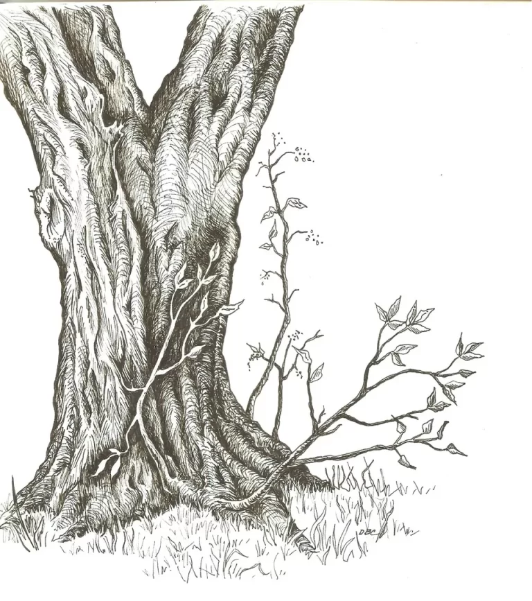 Рисунок ветки дерева