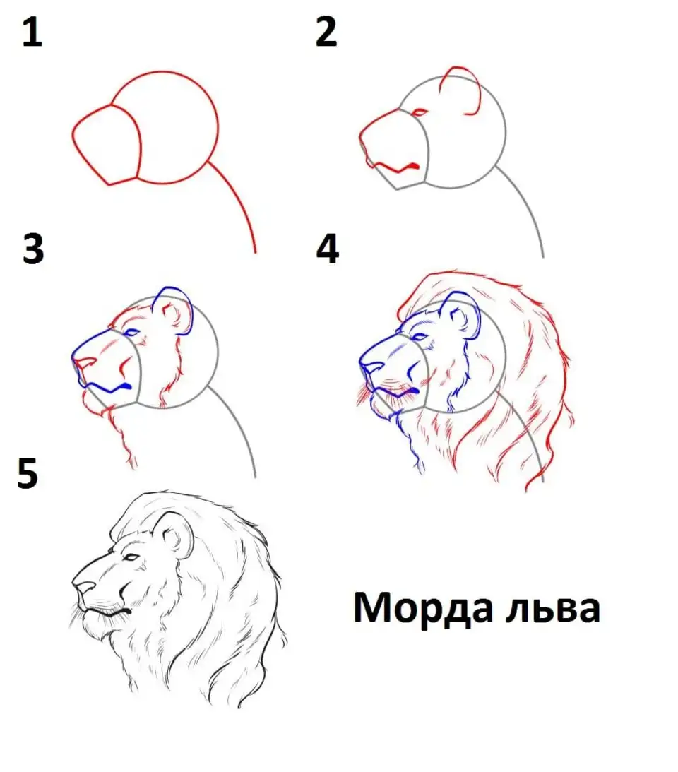 Пошаговое рисование головы льва