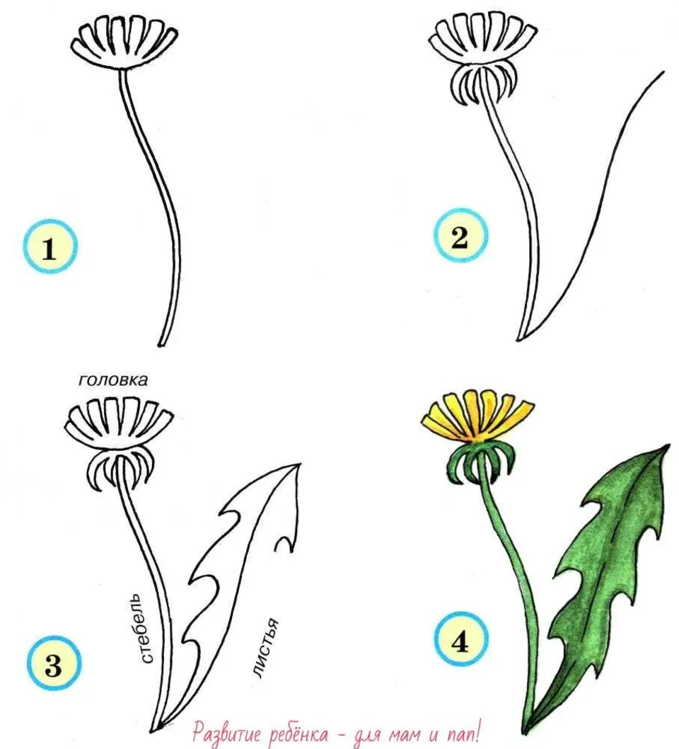 Поэтапное рисование одуванчика
