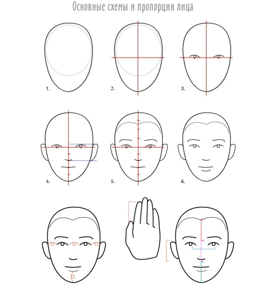 Пропорции лица человека при рисовании портрета схема