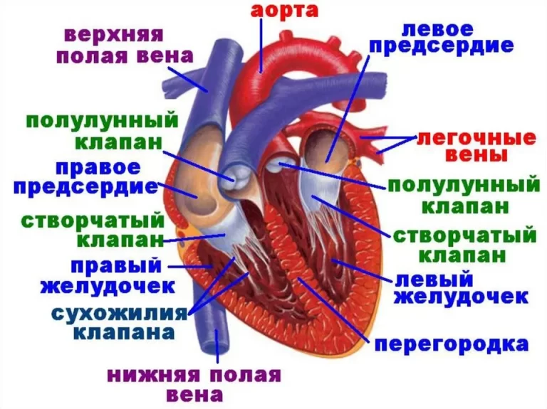 Строение сердца слои