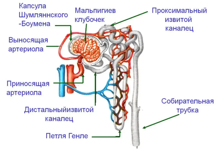 Строение нефрона почки анатомия
