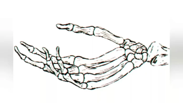 Кости руки