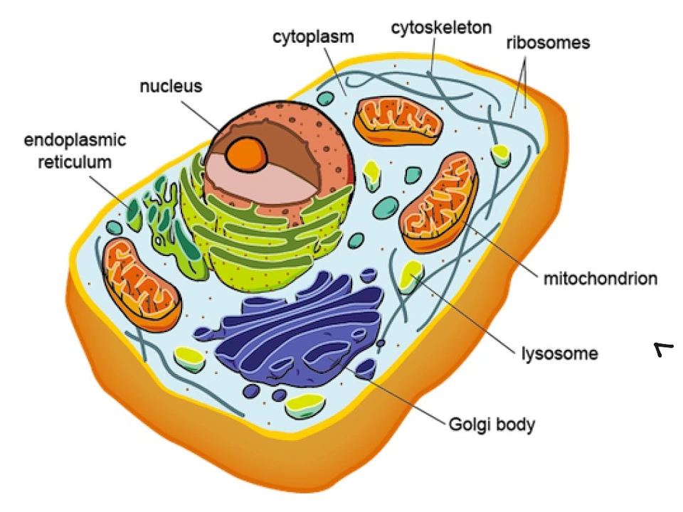 Строение клетки человека
