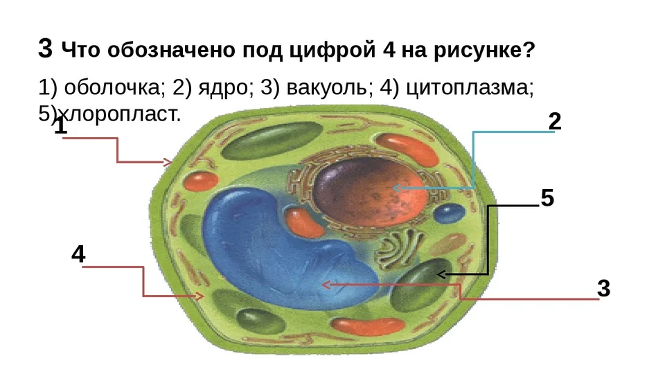 Строение клетки 5 класс