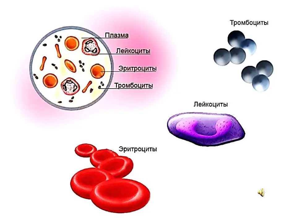 Изучение строения форменных элементов крови.