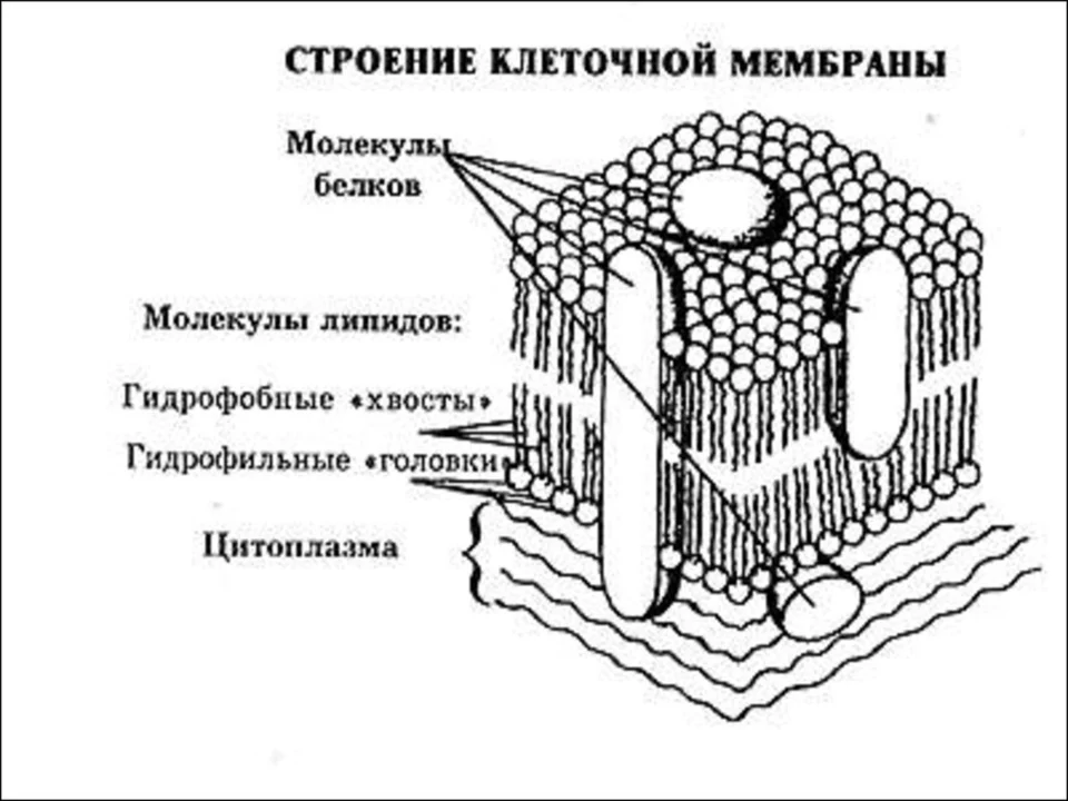 Строение плазматической мембраны