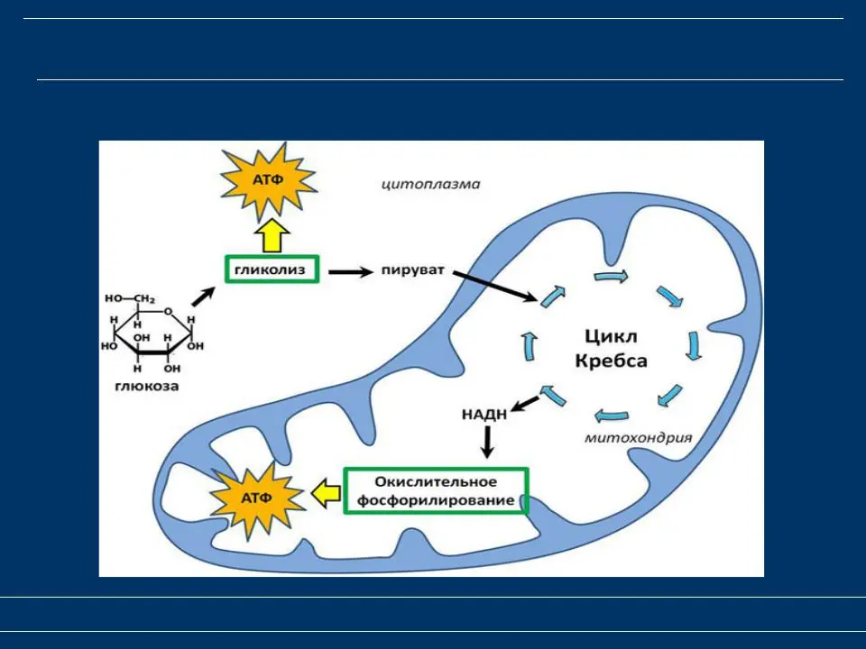 Схема клеточного дыхания в митохондриях