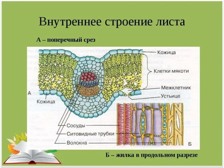 Внутреннее строение листа