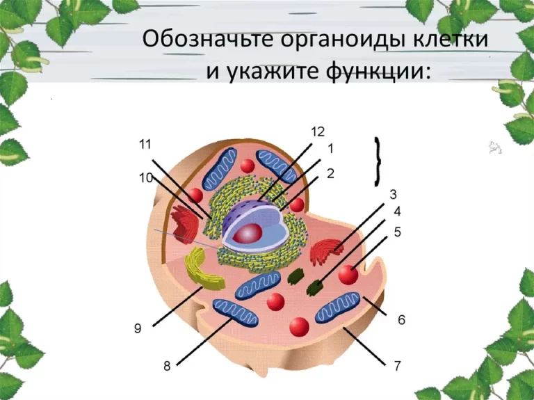 Органоиды животной клетки