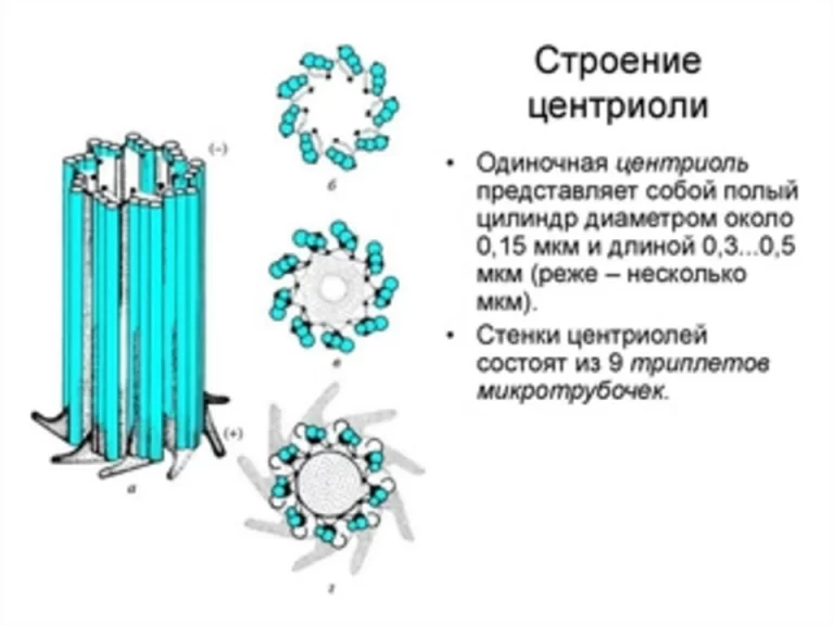 Центриоли клеточного центра