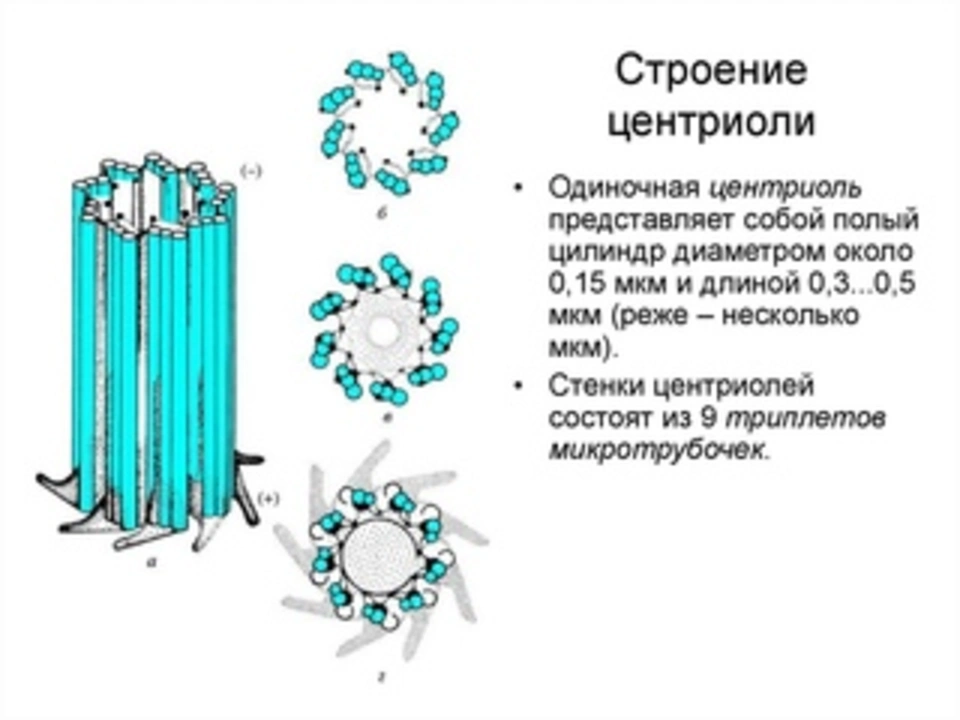 Центриоли клеточного центра