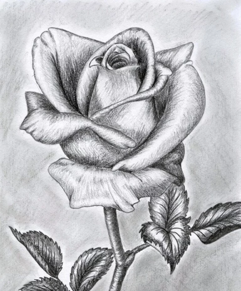 Рисунок карандашом роза