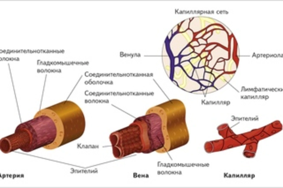 Строение артерии