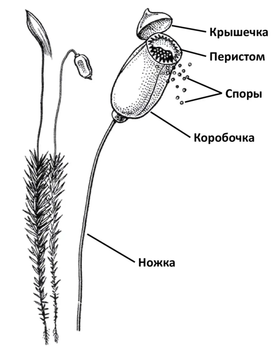 Строение гаметофита моховидных