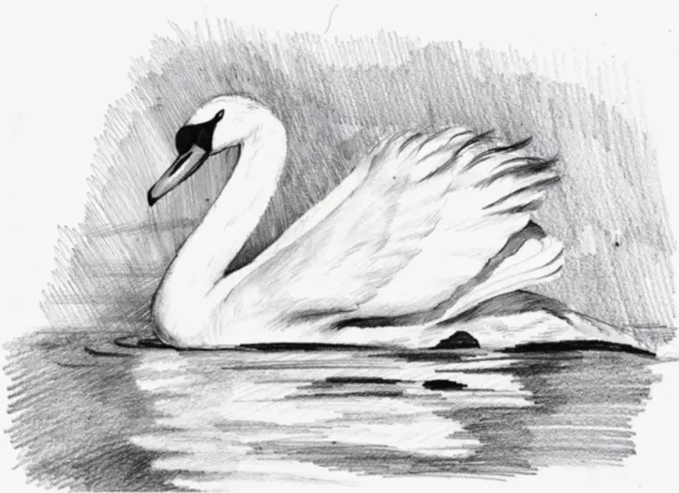 Лебедь В Рисунке: Изучаем Срисовку Карандашом На Странице