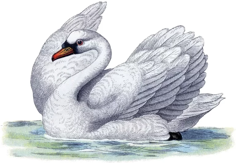 Волшебные Лебеди: Красивые Картинки Нарисованных Птиц