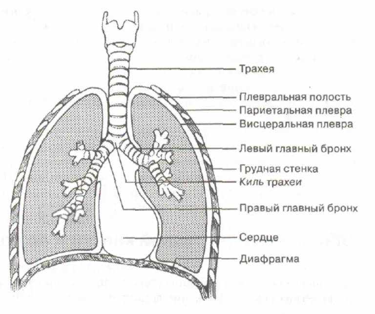 Плевра синусы