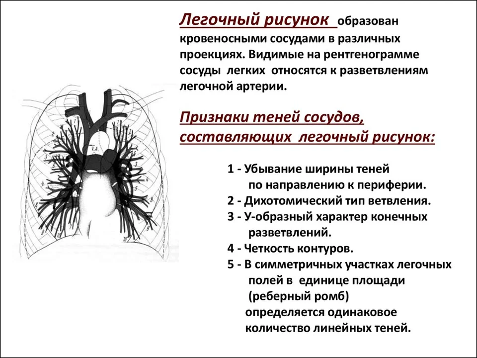 Правая легочная артерия