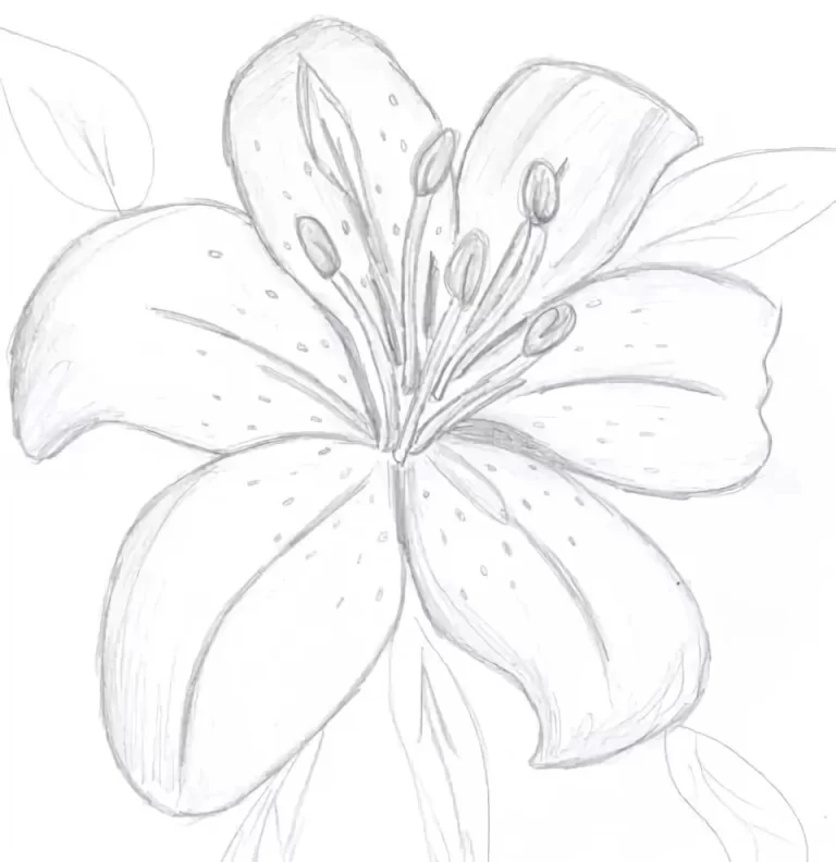 Прекрасные Лилии: Удивительный Рисунок Букета На Странице