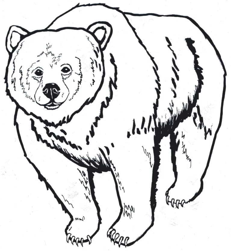 Инструкция: Как Нарисовать Медведя Для Учеников 1 Класса