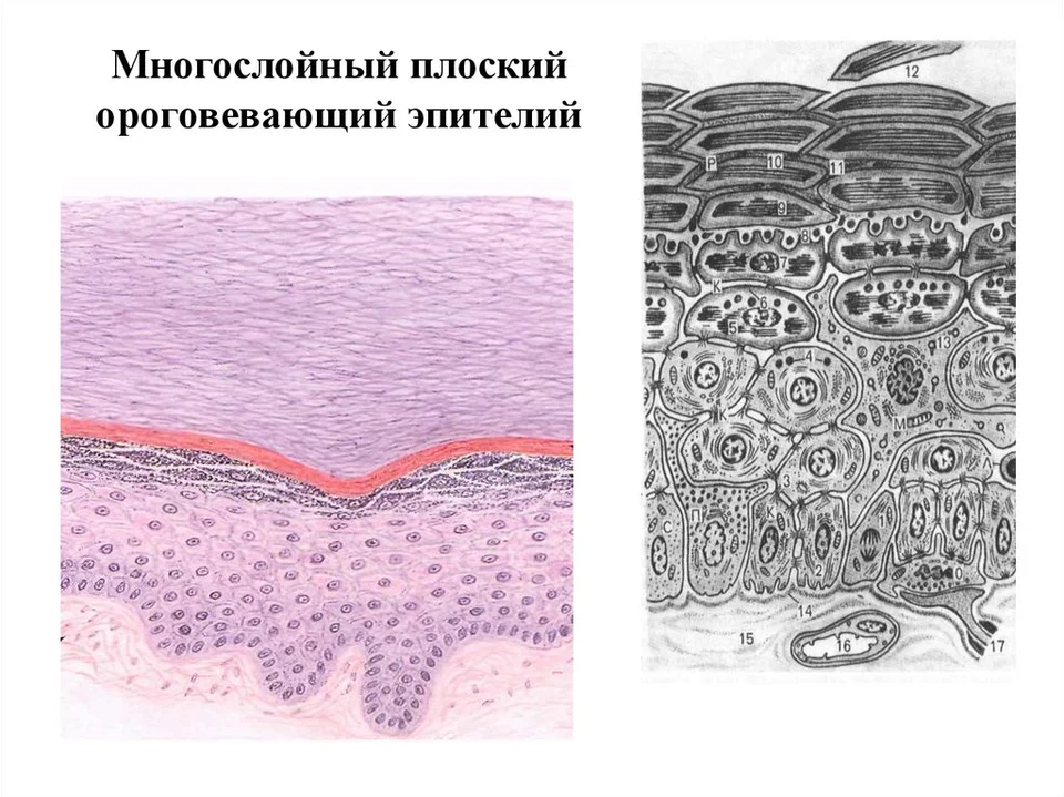 Плоский ороговевающий эпителий