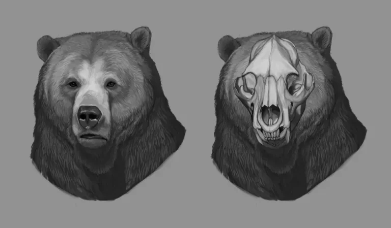 Морда Медведя На Рисунке: Впечатляющая Иллюстрация Сильной Силы