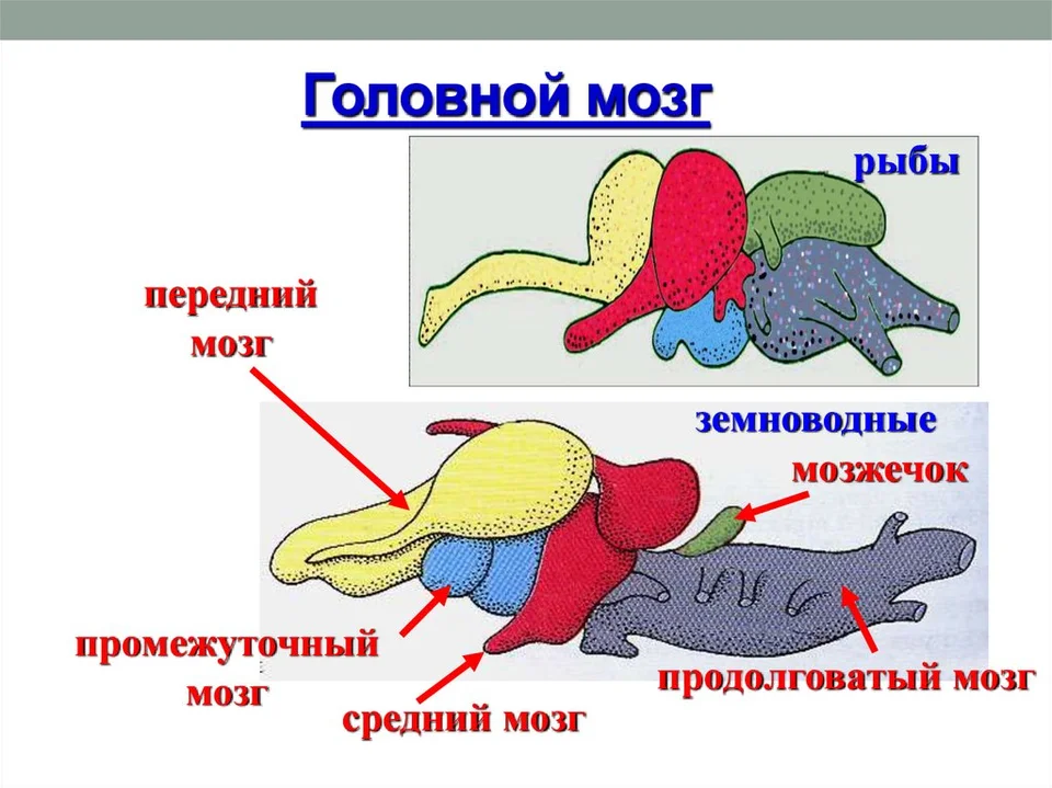 Головной мозг земноводных