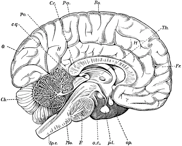 Мозг человека схема