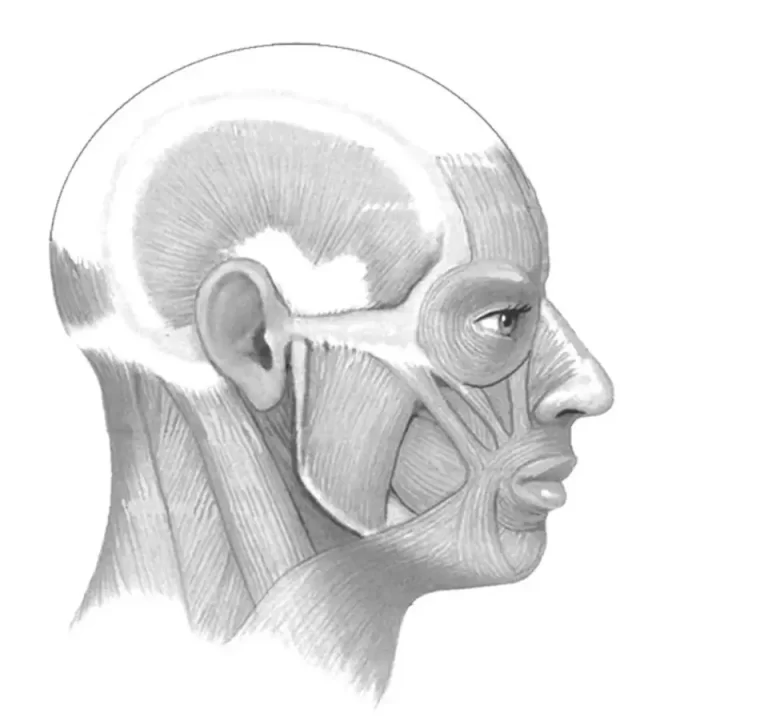 Изучаем Мышцы Лица На Рисунке: Техника И Анатомия