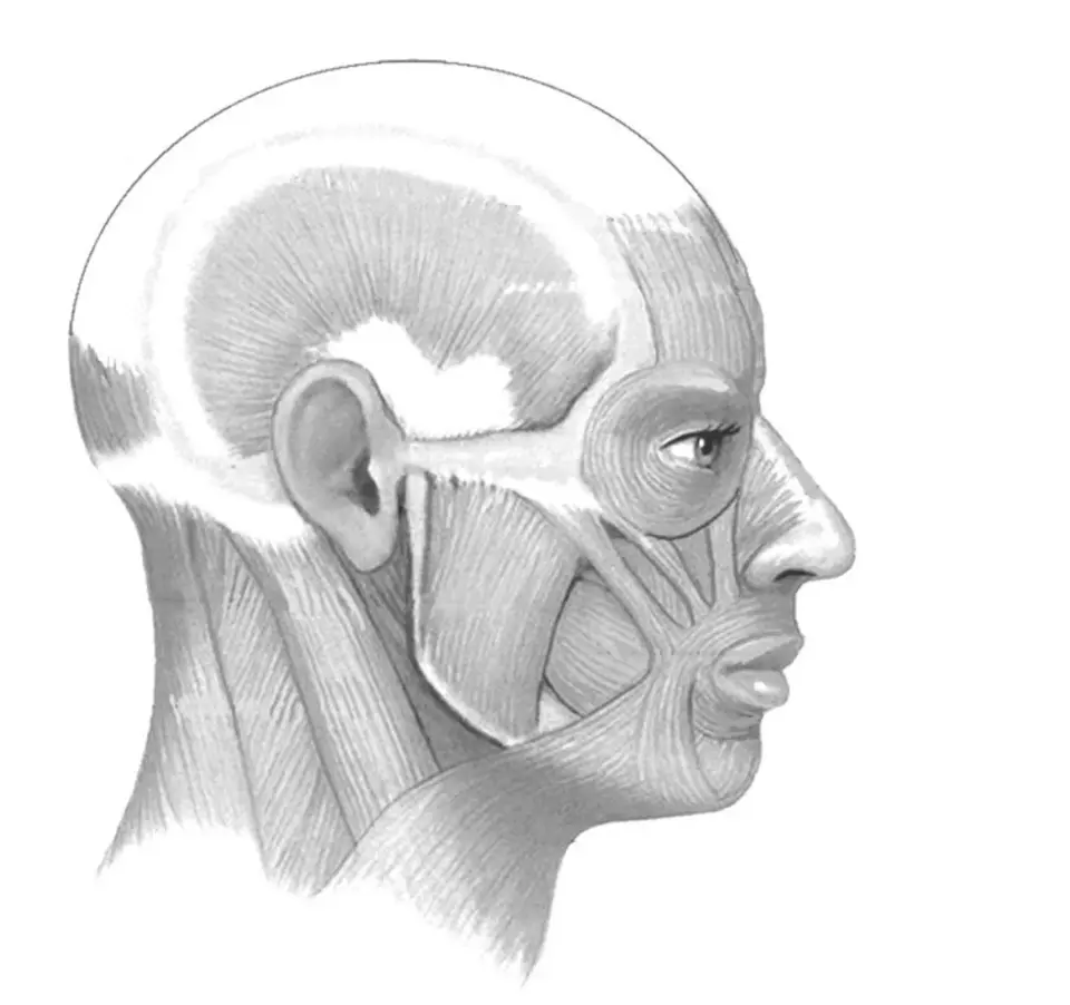 Мышцы головы вид сбоку