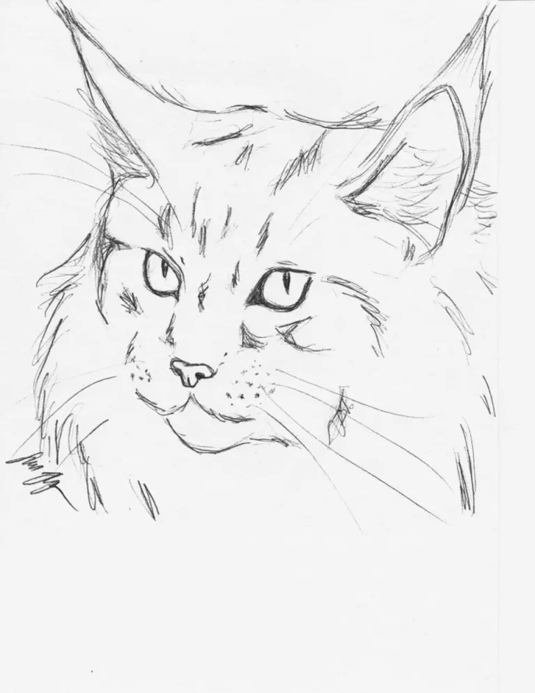 Кот рисунок карандашом