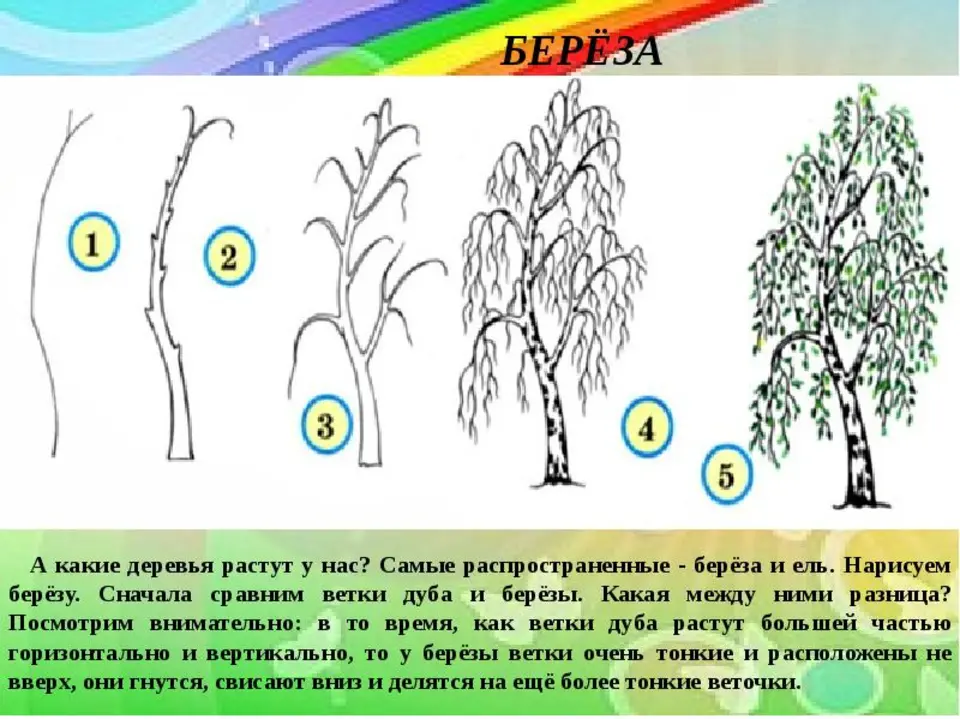 Рисуем берёзу поэтапно