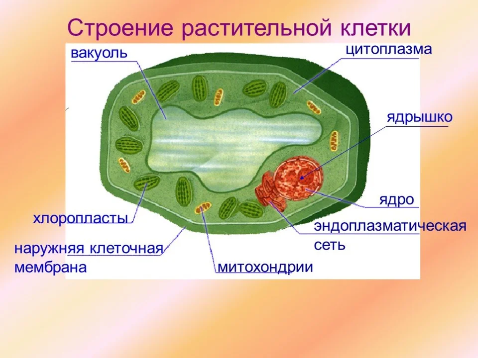 Растительная клетка