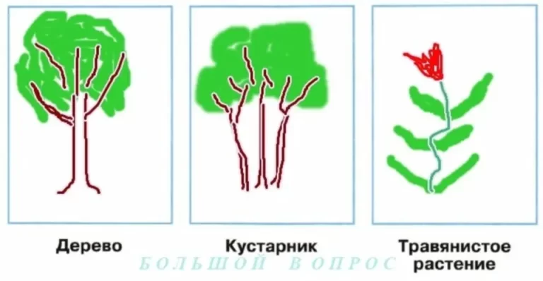 Схема дерево кустарник травянистое растение
