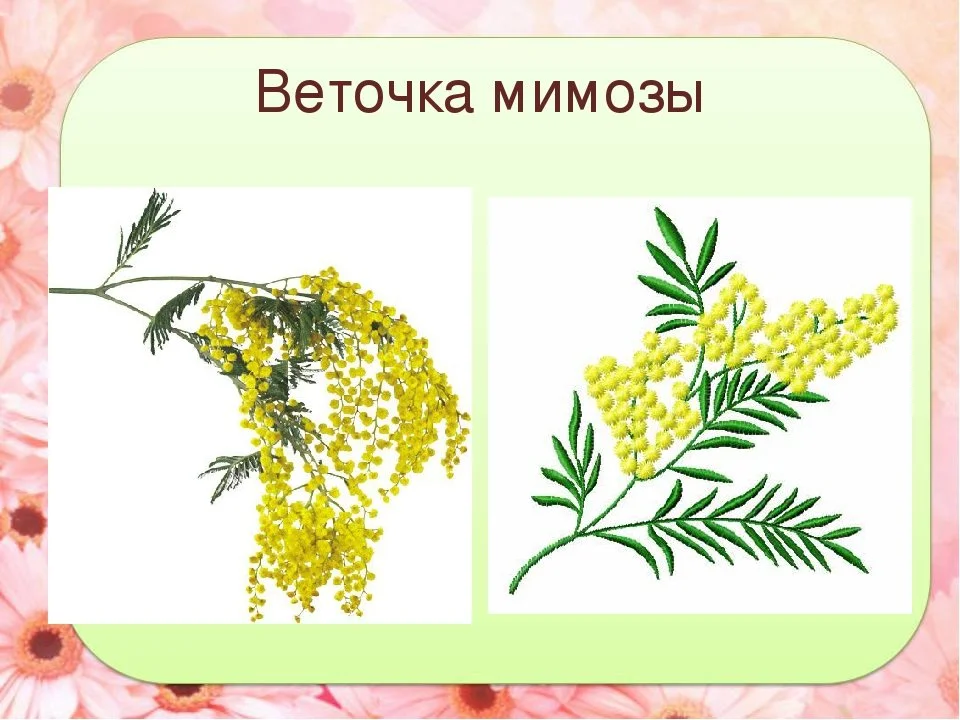 Ветка мимозы