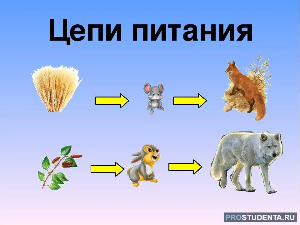 Цепи питания