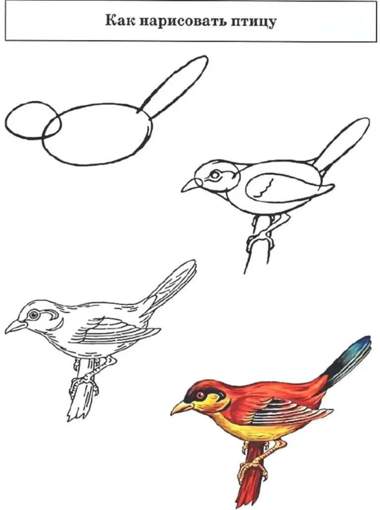 Очаровательный Рисунок Птицы Для Учеников 1 Класса