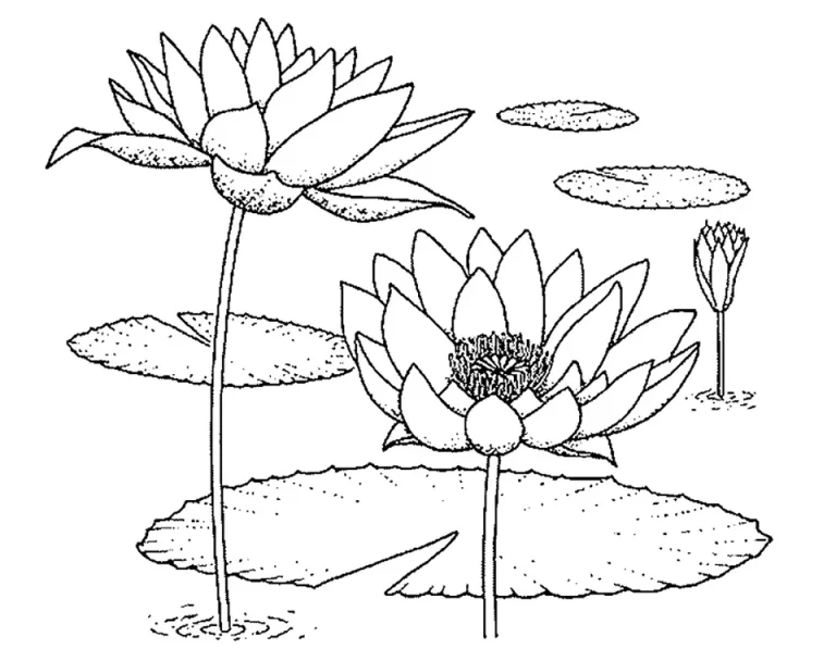 Раскрашиваем Растения Ботанического Сада: Рисунки Для Детей