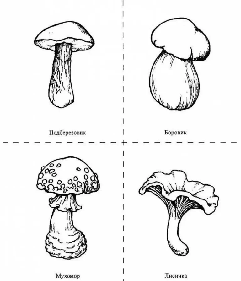 Раскраска съедобные грибы