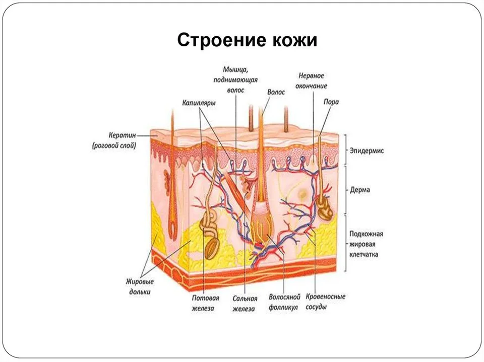 Строение кожи человека схема