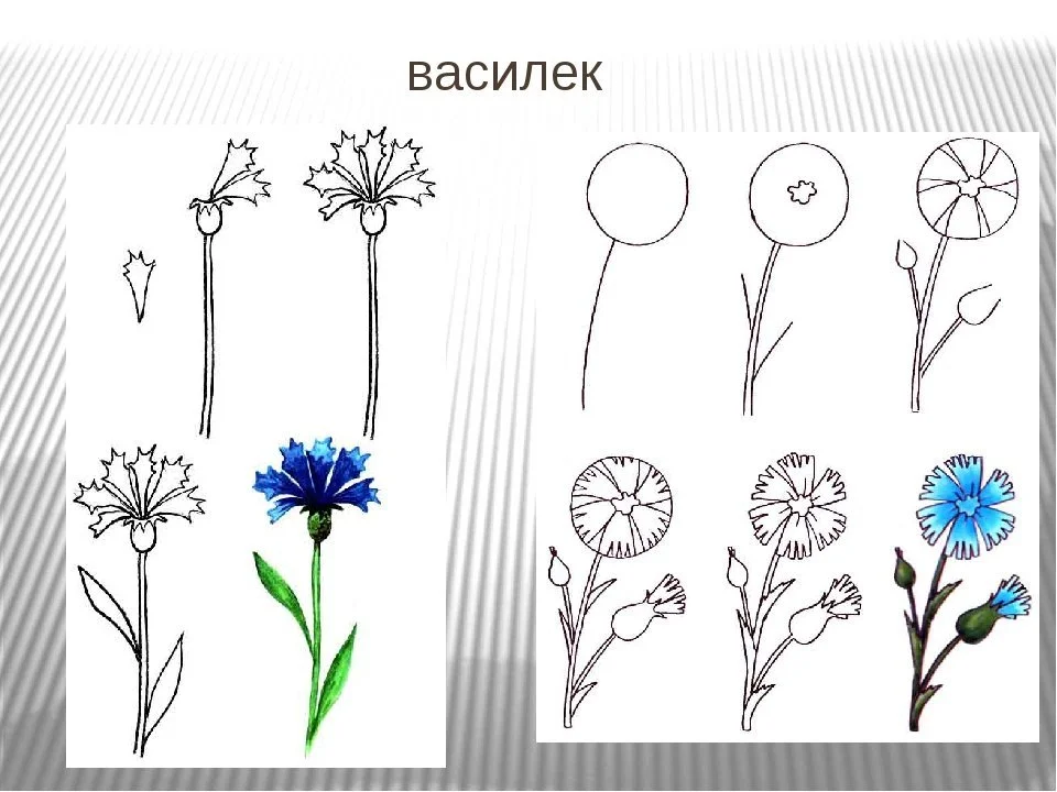 Рисуем цветы поэтапно