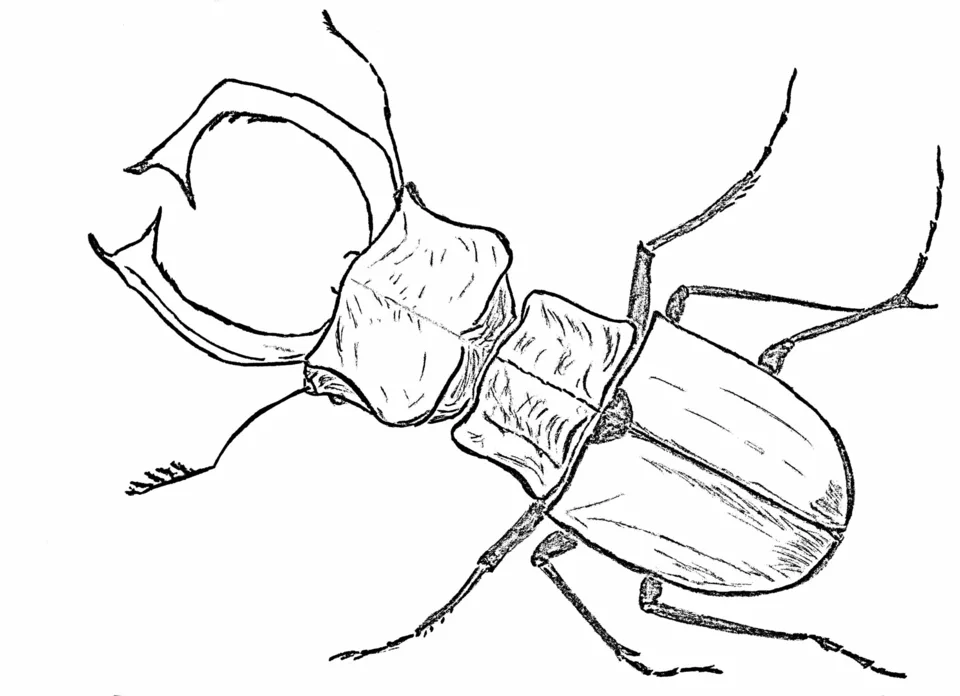 Жук олень раскраска