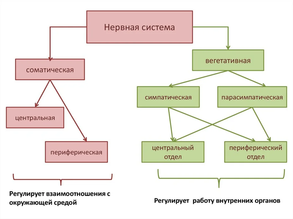 Схема нервной системы