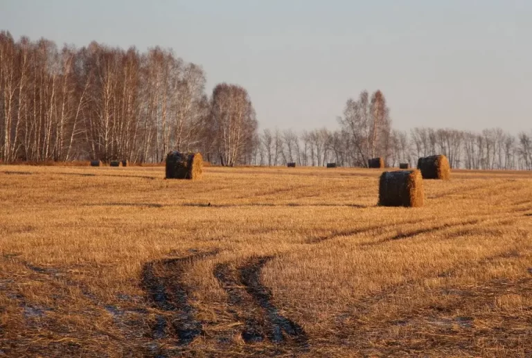 Осеннее поле