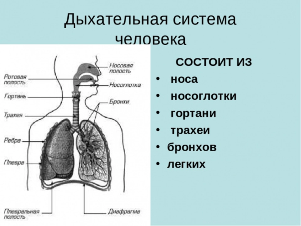 Дыхательная система человека строение легких