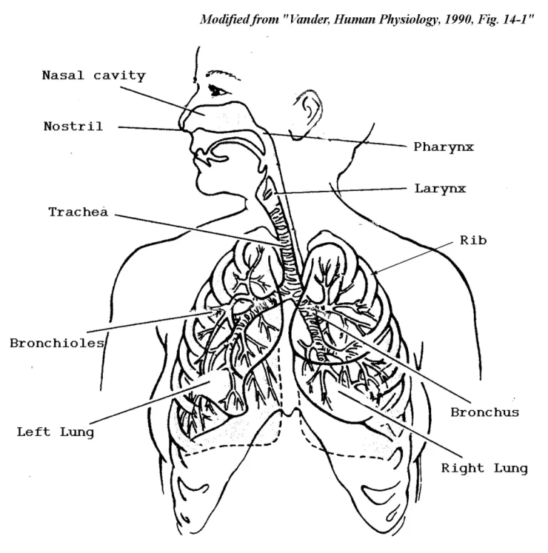Строение дыхательной системы человека схема без подписей